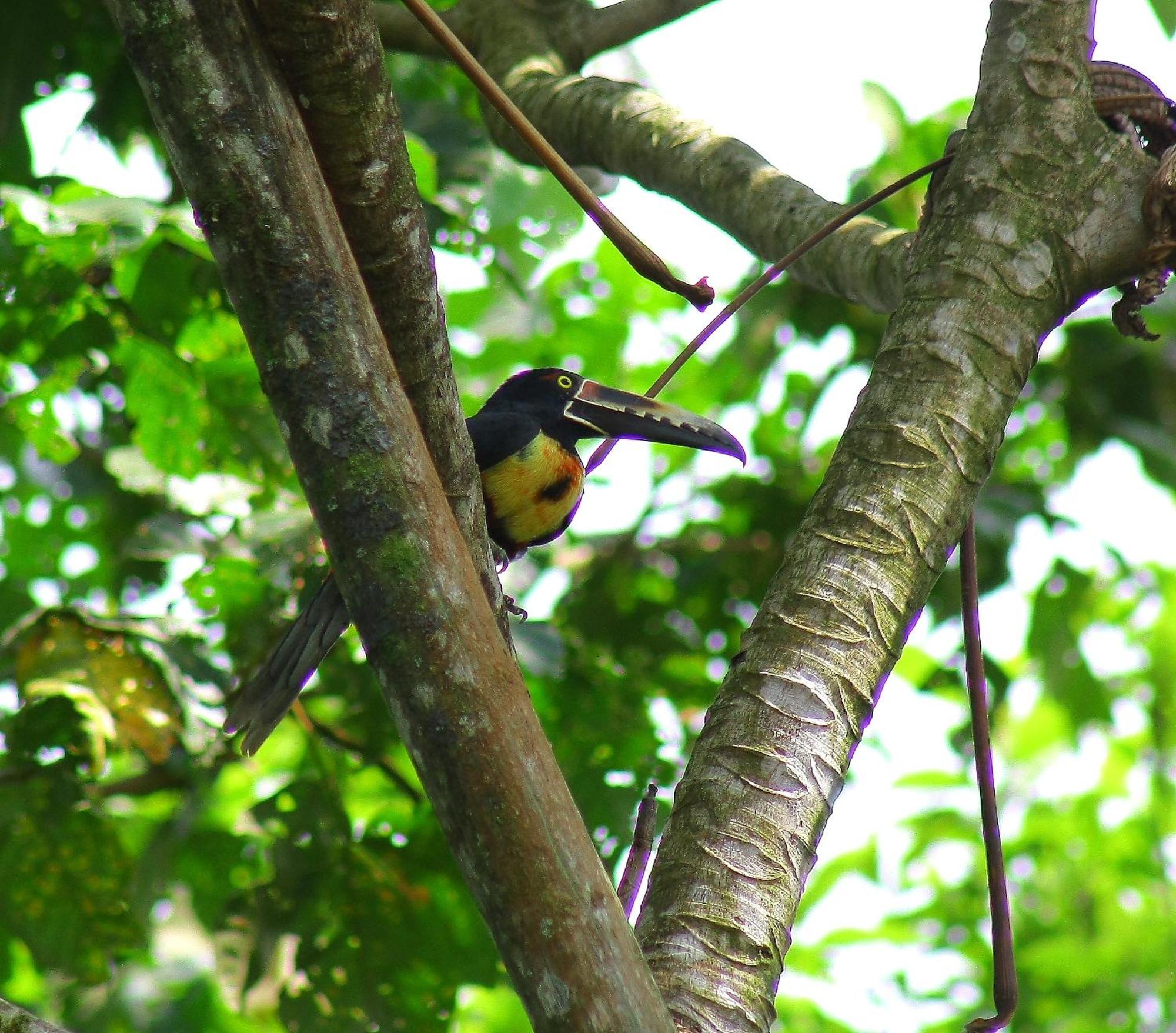 Catarata Eco Lodge La Fortuna Екстериор снимка